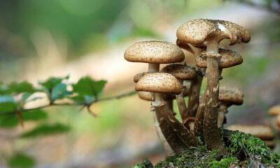 Spiritual Significance of Mushrooms