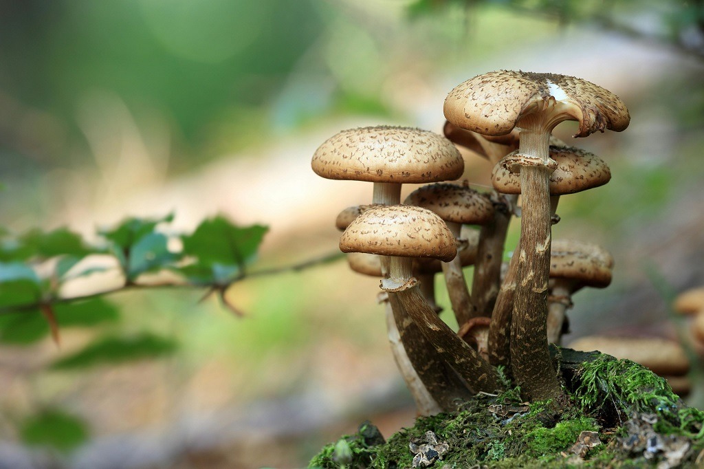 Spiritual Significance of Mushrooms