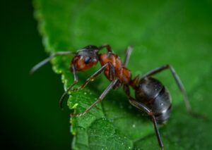 dreaming about insects