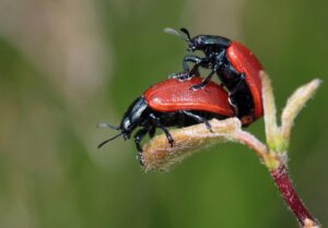 dreaming about insects