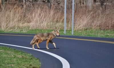 witnessing a coyote during the daytime