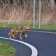 witnessing a coyote during the daytime