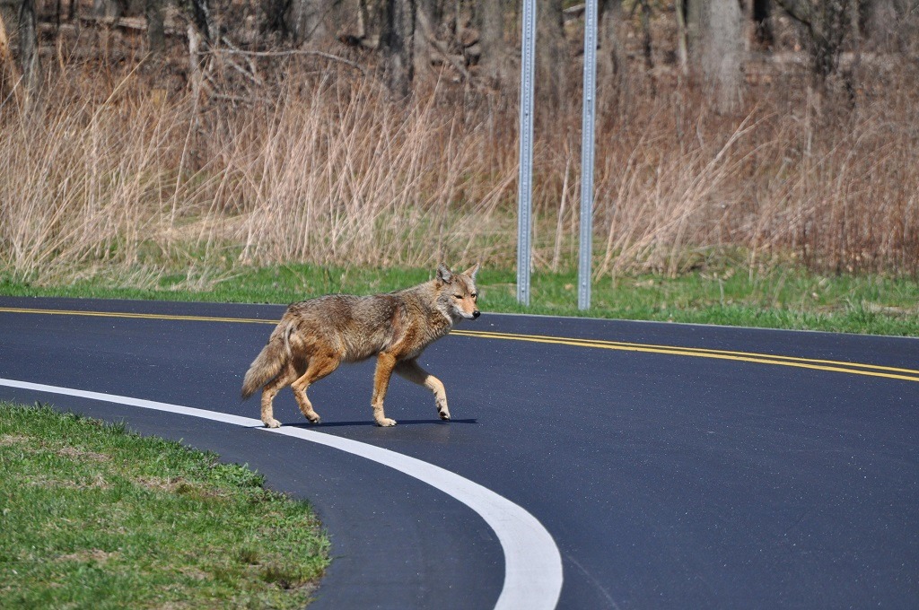 witnessing a coyote during the daytime