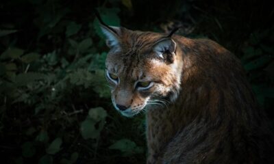 dreaming about bobcats symbolize