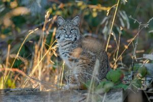 dreaming about bobcats symbolize