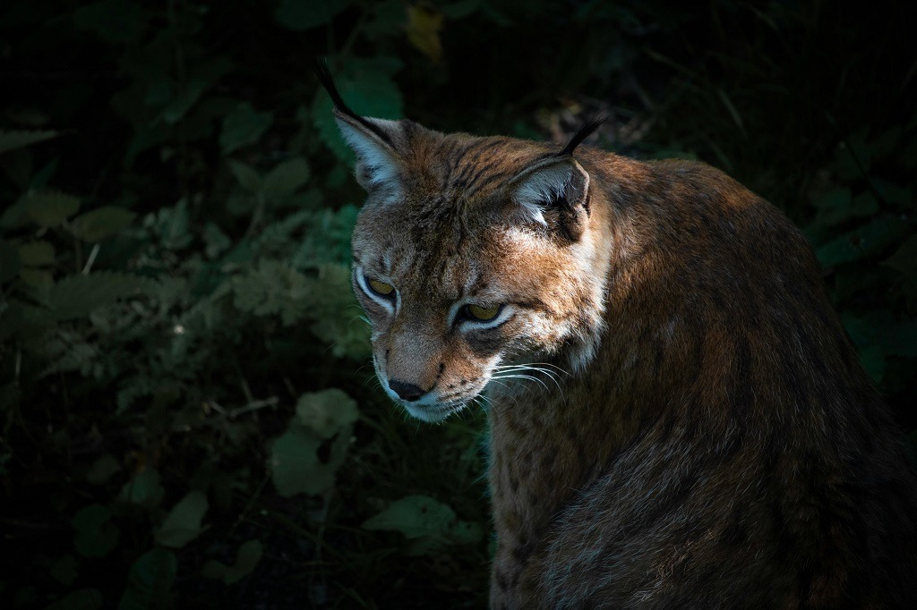 dreaming about bobcats symbolize