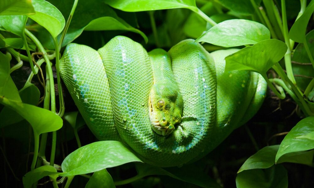 spiritual meaning of a green snake