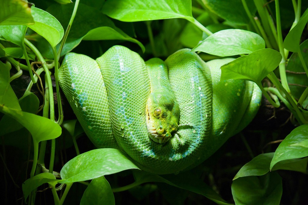 spiritual meaning of a green snake