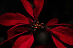 poinsettia flower