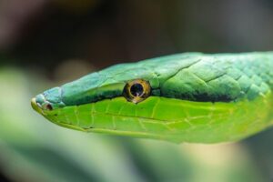 spiritual meaning of a green snake