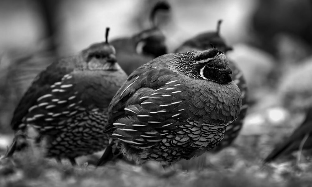 spiritual significance of quails