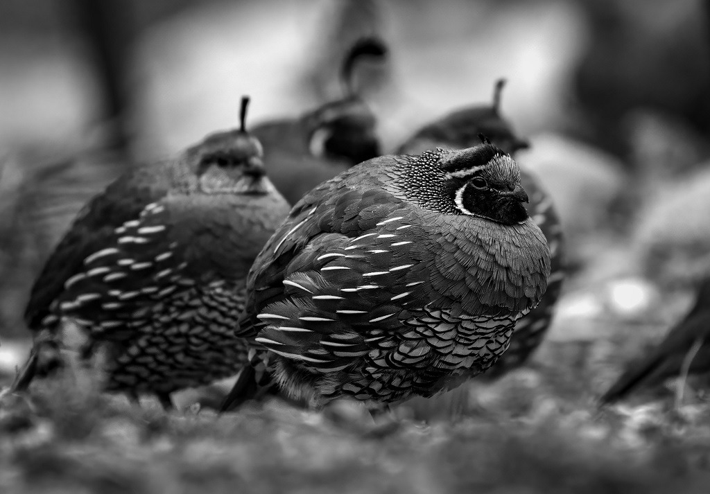 spiritual significance of quails