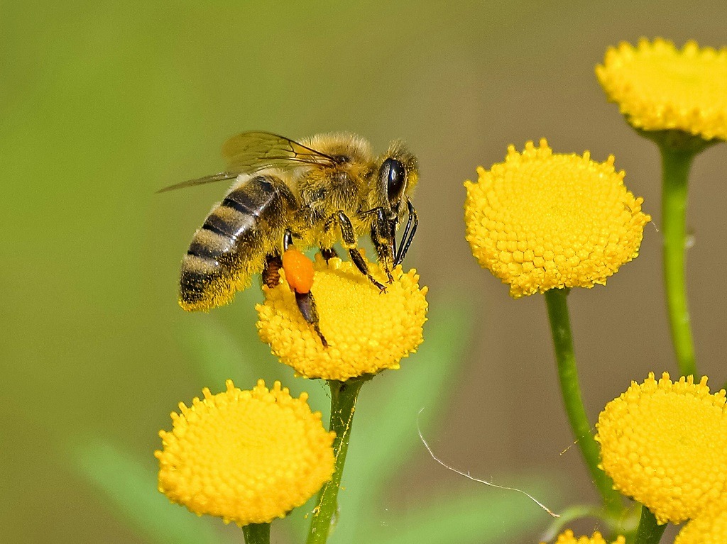 symbolic significance of bees