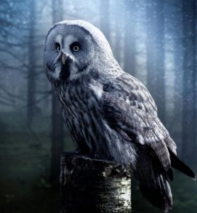 symbolic significance of dreaming about owls