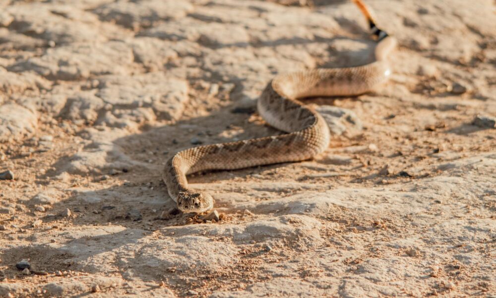 Dreaming about a rattlesnake