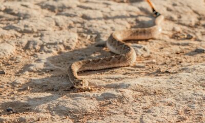 Dreaming about a rattlesnake