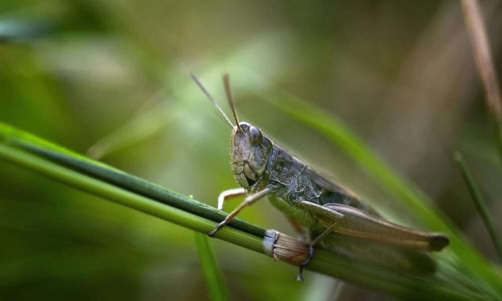 dream about locusts