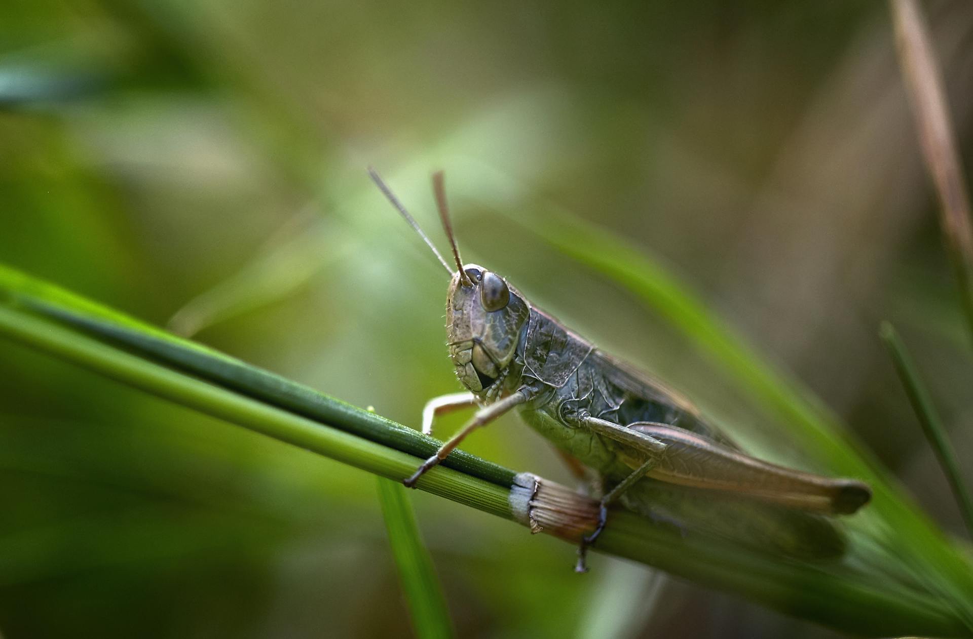 dream about locusts