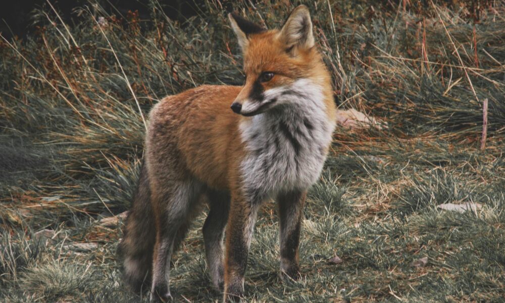 foxes symbolize in dreams