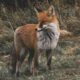 foxes symbolize in dreams