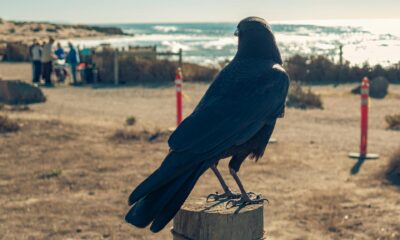 hearing a crow