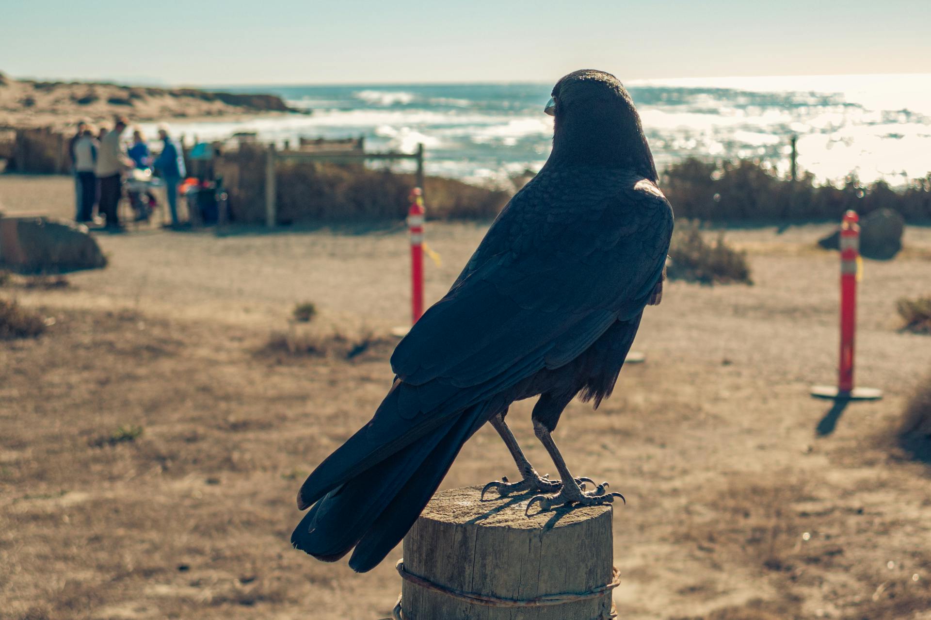 hearing a crow