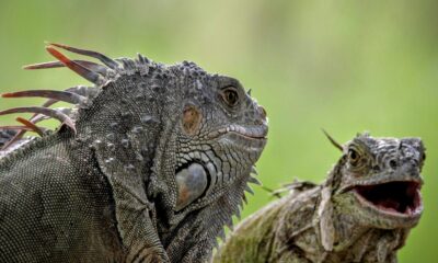 dreaming about iguanas