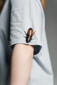 The symbolism of seeing cockroaches in a dream