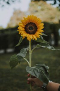 spiritual significance of a sunflower