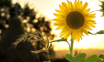 spiritual significance of a sunflower