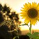 spiritual significance of a sunflower