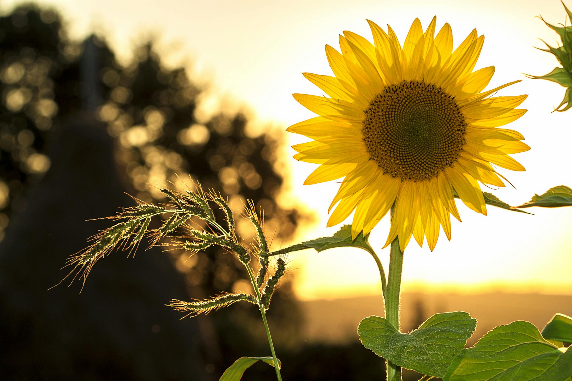 spiritual significance of a sunflower