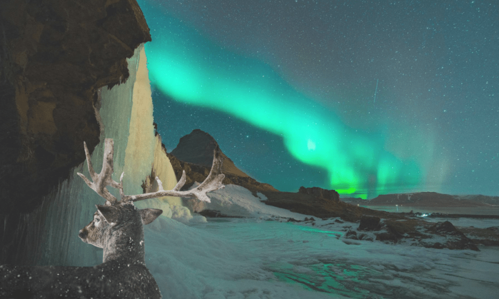 The Magical Dance of Reindeer Under the Aurora Borealis