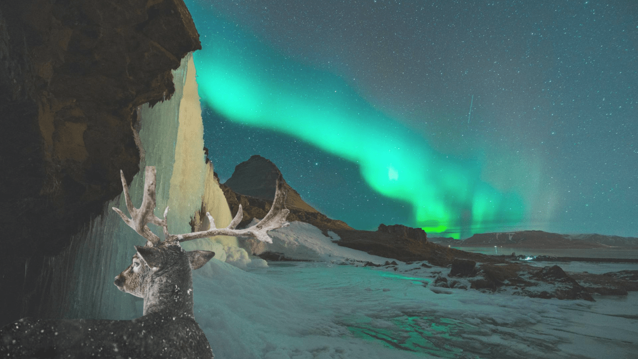 The Magical Dance of Reindeer Under the Aurora Borealis