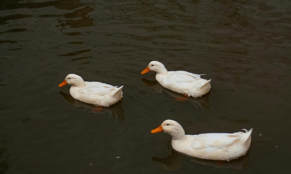 The spiritual significance of three geese