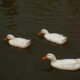 The spiritual significance of three geese