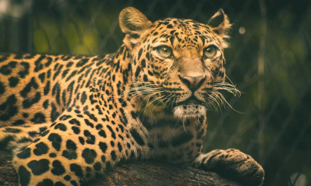 Symbolic Presence of Leopards in the Bible