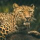 Symbolic Presence of Leopards in the Bible