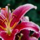 The spiritual significance of the lily flower