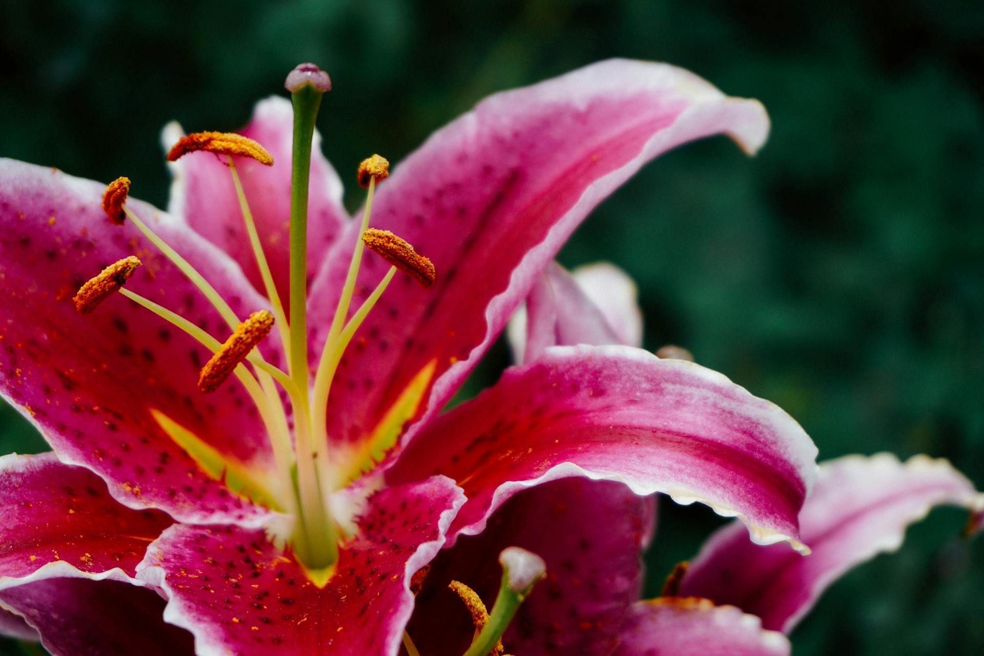 The spiritual significance of the lily flower