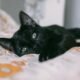 spiritual significance of owning two black cats