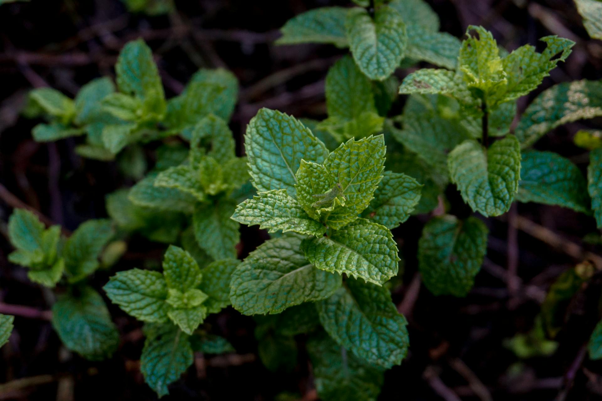 spiritual significance of peppermint