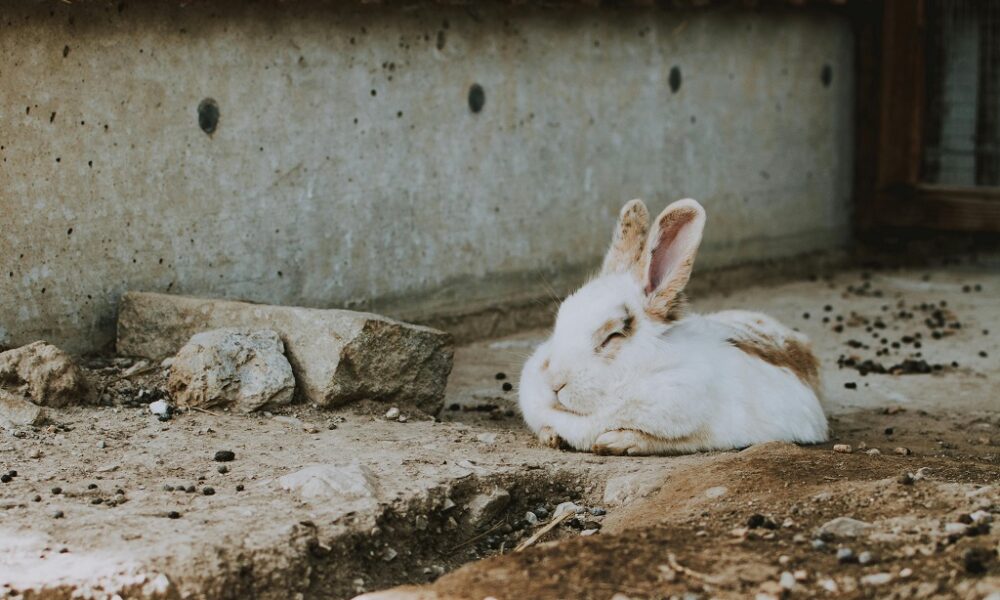 spiritual significance of seeing a dead rabbit