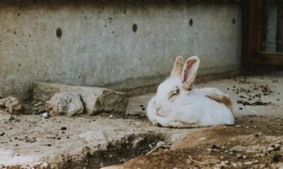 spiritual significance of seeing a dead rabbit