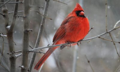 spiritual significance of seeing two cardinals