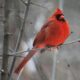 spiritual significance of seeing two cardinals