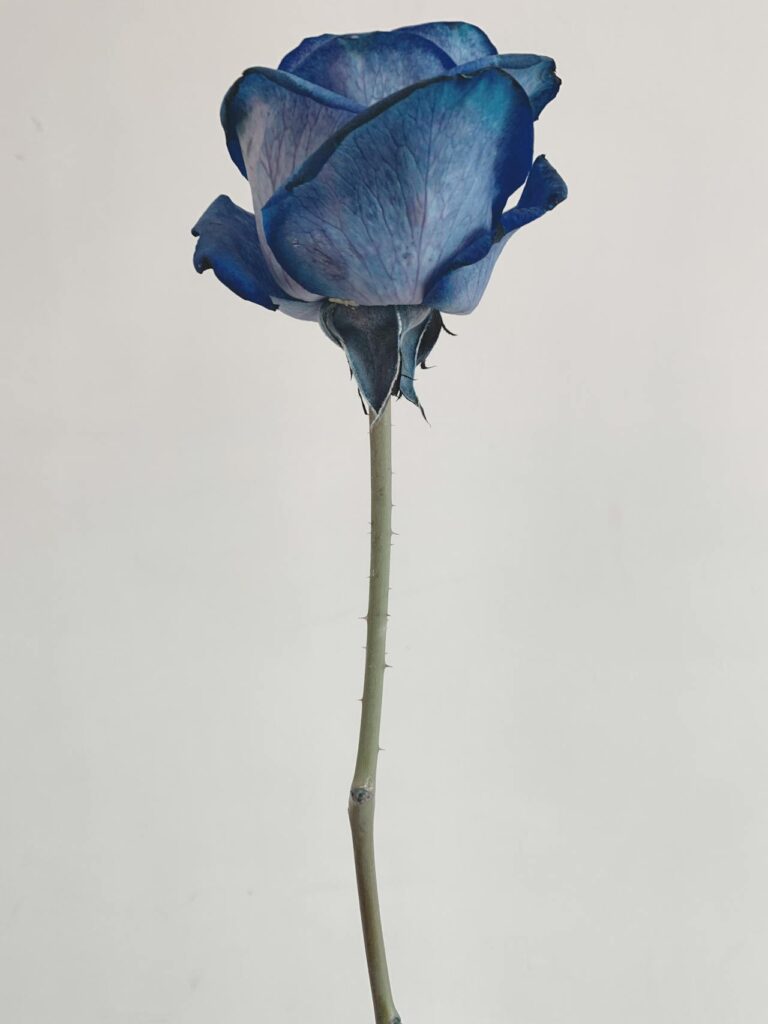 Spiritual Meaning Behind the Blue Rose