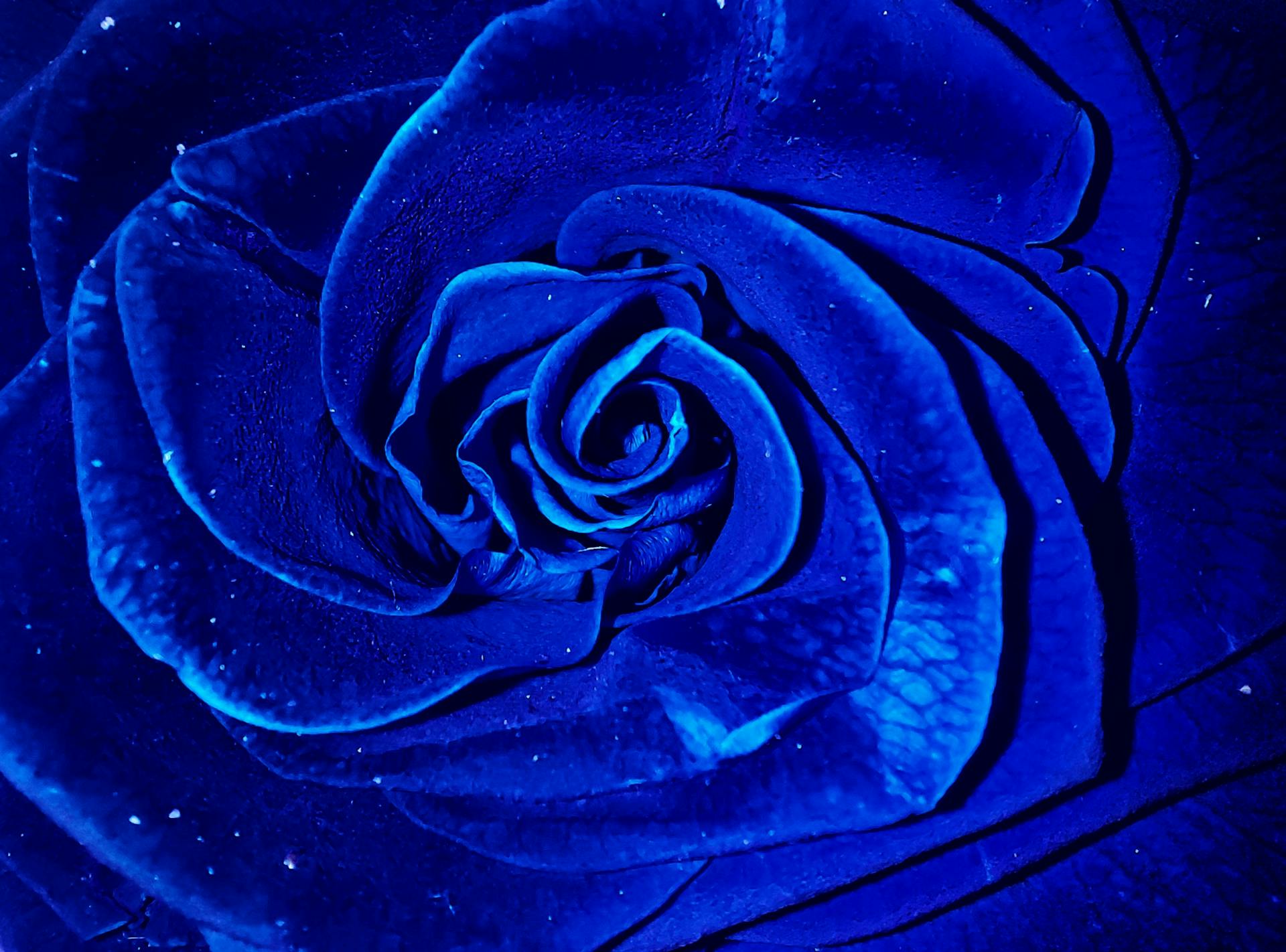 Spiritual Meaning Behind the Blue Rose