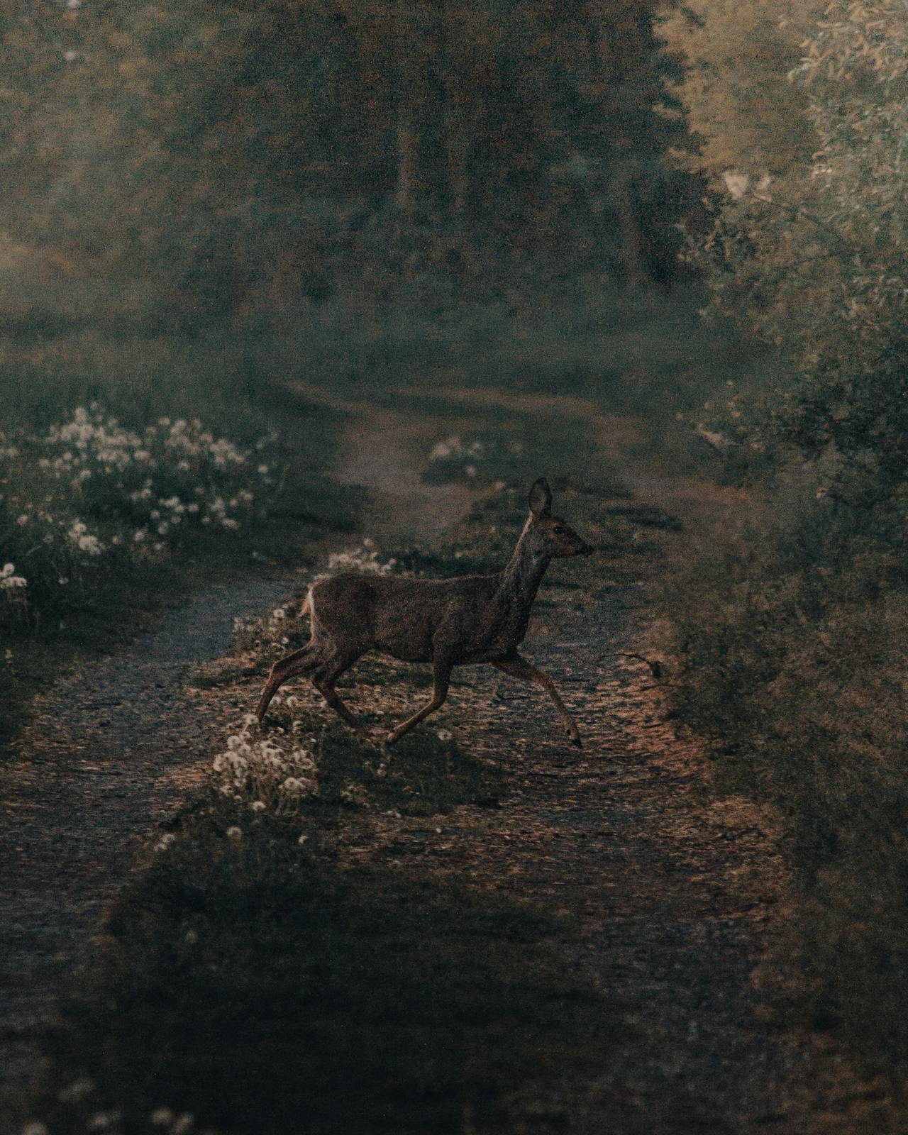 The Spiritual Significance Of White Deer: A Biblical Perspective - bq3w3up