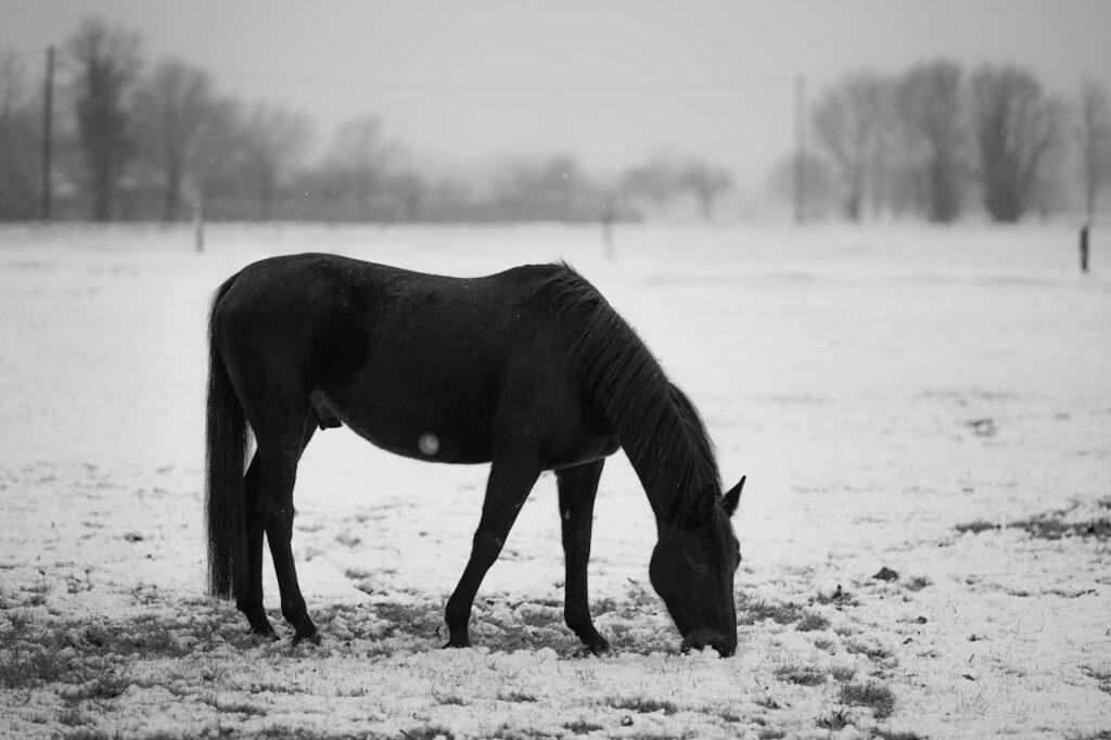 The Spiritual Meaning of the Black Horse Symbolism and Significance